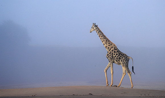 Skeleton coast