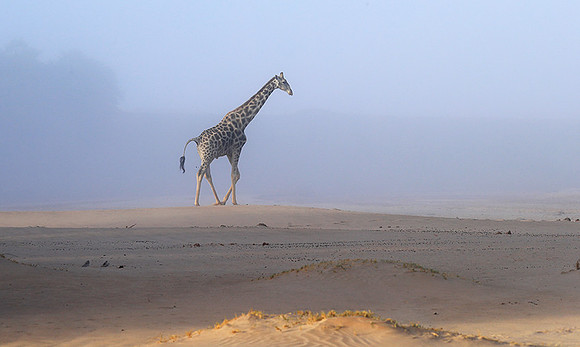 Skeleton coast
