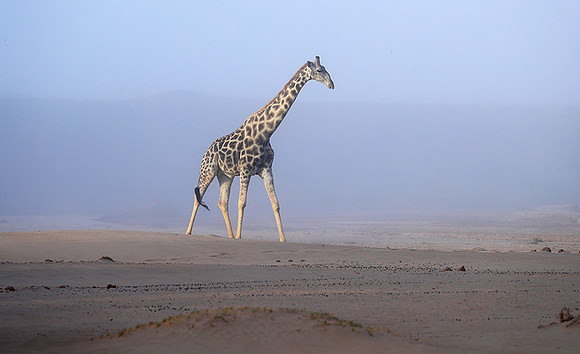 Skeleton coast