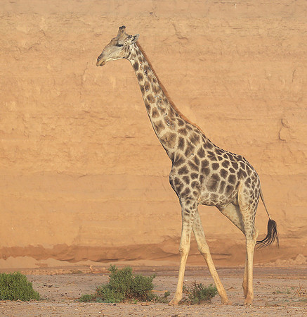 Skeleton coast