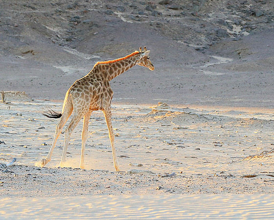 Angola giraffe at Skeleton coast
