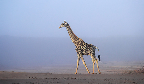 Skeleton coast