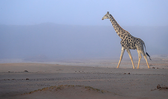 Skeleton coast