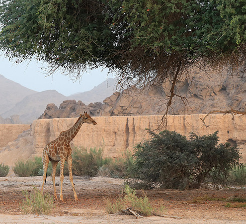 Skeleton coast