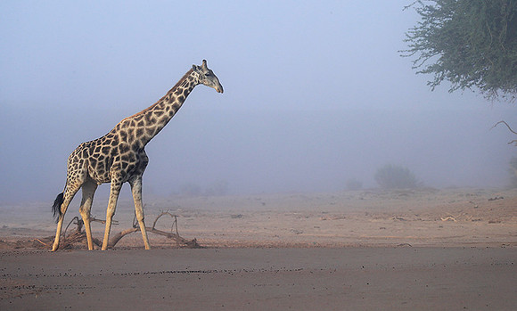 Skeleton coast