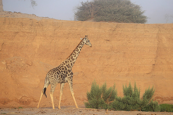 Skeleton coast