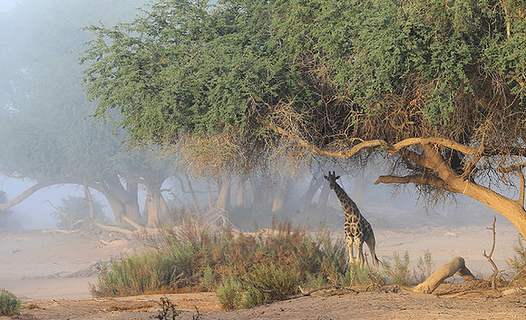 Skeleton coast