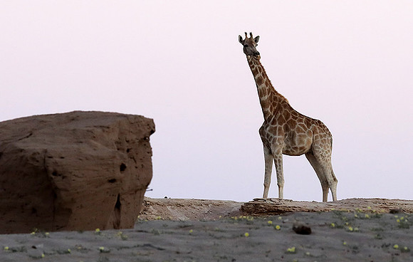 Skeleton coast