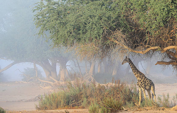 Skeleton coast