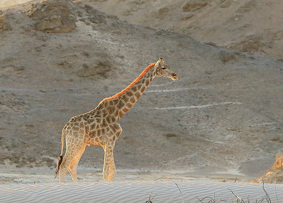 Angola giraffe at Skeleton coast
