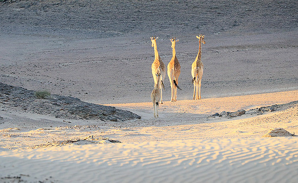 Angola giraffe at Skeleton coast