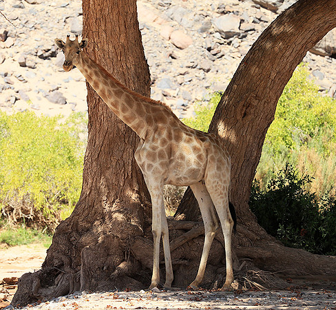 Skeleton coast