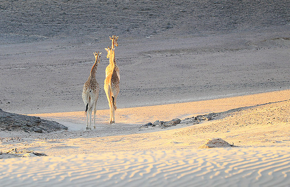 Angola giraffe at Skeleton coast