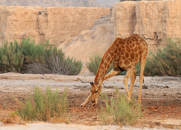 Skeleton coast