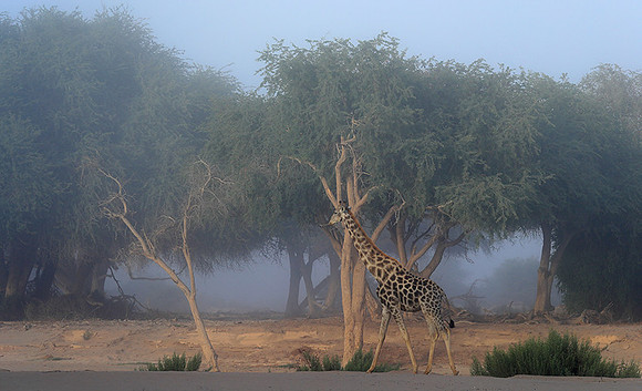 Skeleton coast