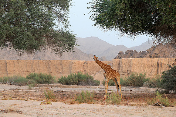Skeleton coast