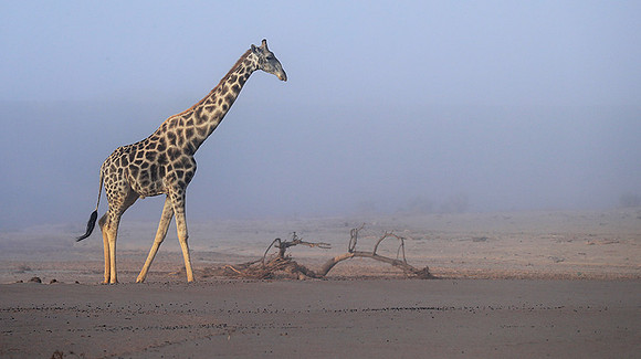Skeleton coast
