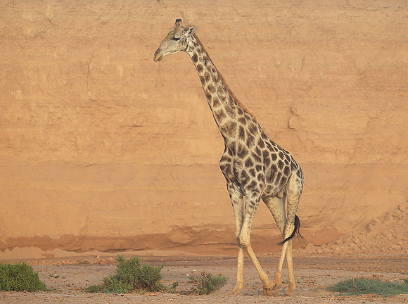 Skeleton coast