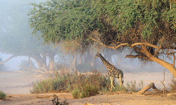 Skeleton coast