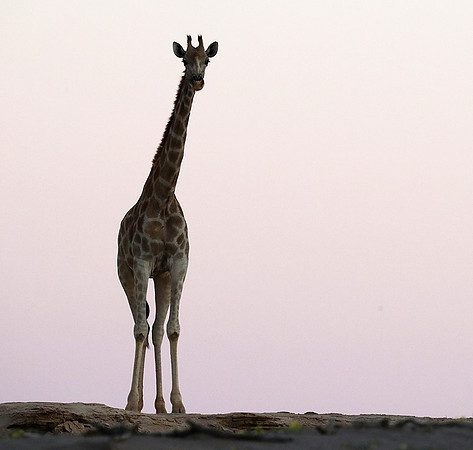 Skeleton coast