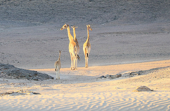 Angola giraffe at Skeleton coast