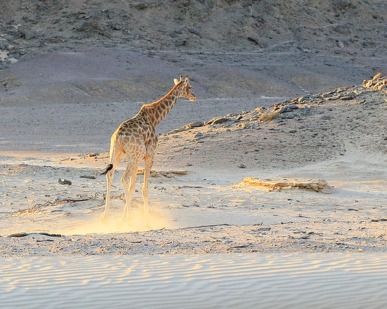 Angola giraffe at Skeleton coast