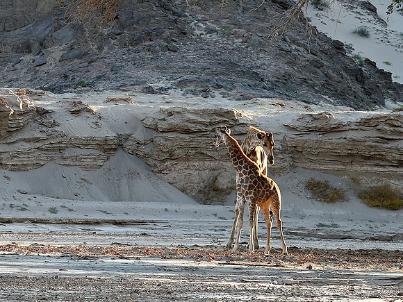 Skeleton coast