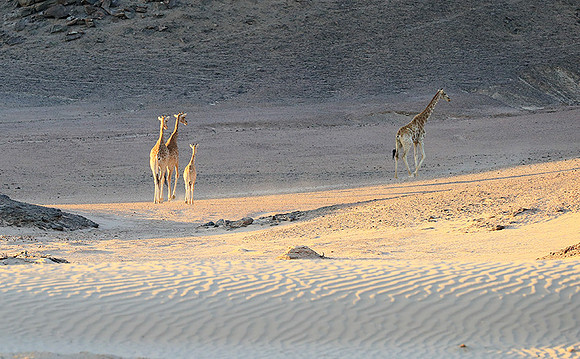 Skeleton coast