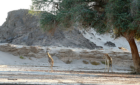 Skeleton coast