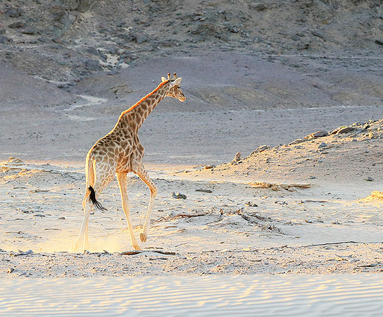 Angola giraffe at Skeleton coast