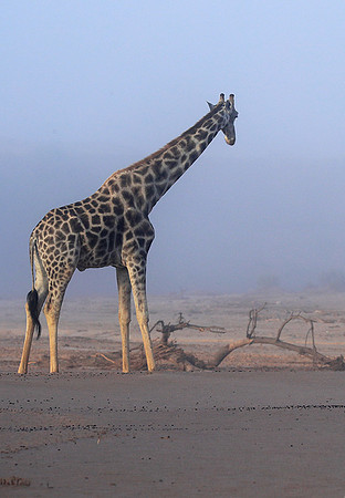 Skeleton coast