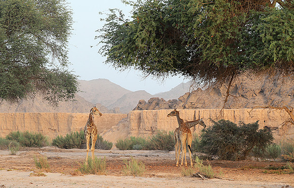 Skeleton coast