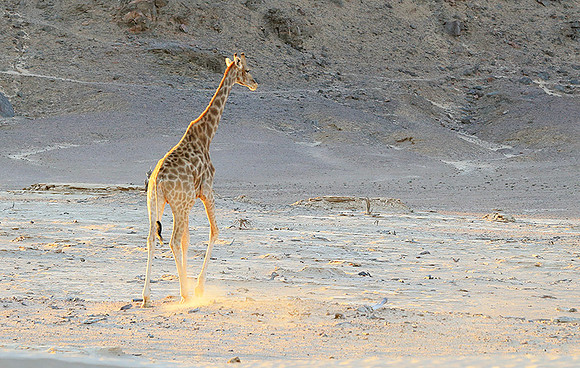 Angola giraffe at Skeleton coast