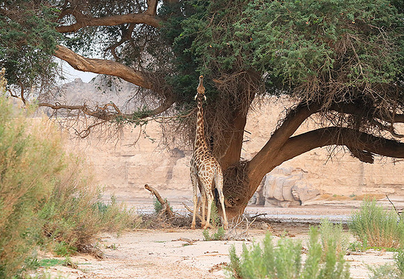 Skeleton coast