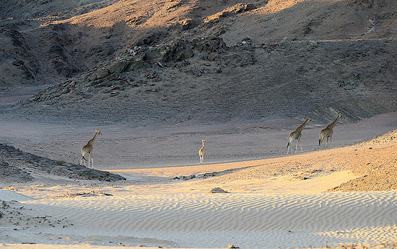 Skeleton coast