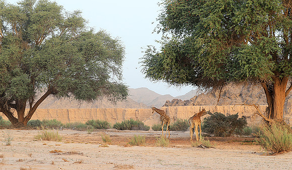 Skeleton coast