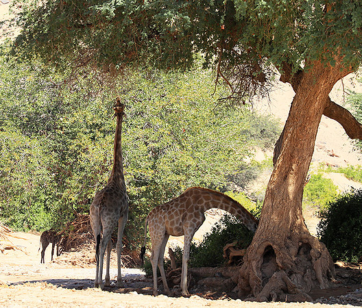 Skeleton coast