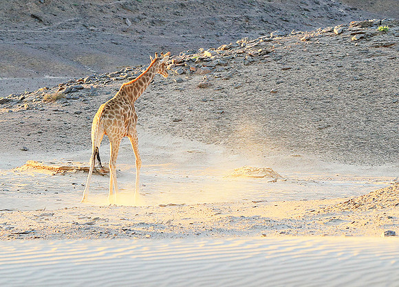 Angola giraffe at Skeleton coast