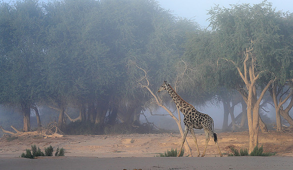 Skeleton coast