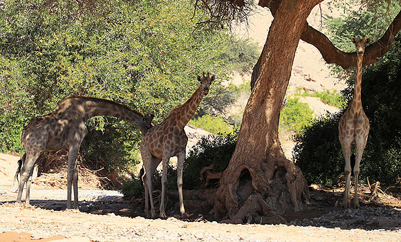 Skeleton coast