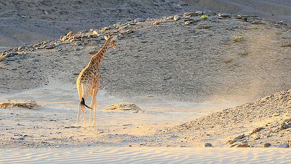 Angola giraffe at Skeleton coast