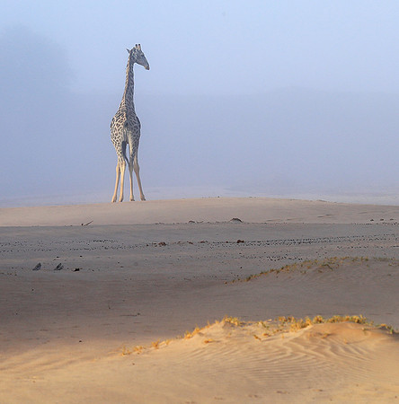 Skeleton coast
