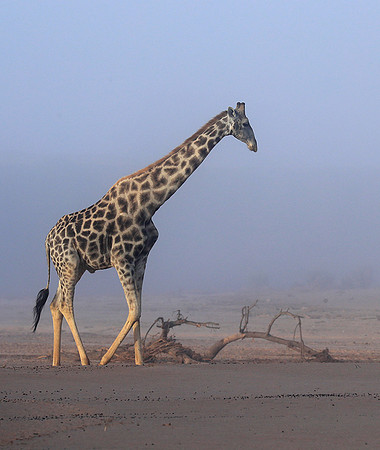 Skeleton coast