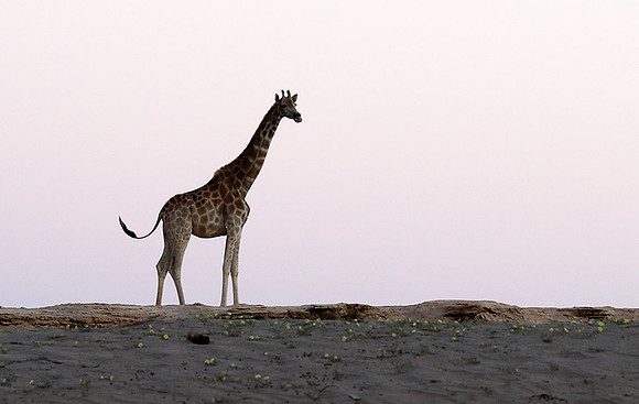 Skeleton coast