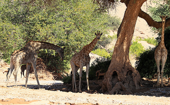 Skeleton coast