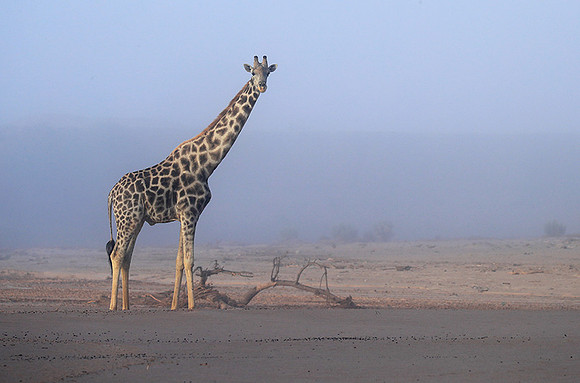 Skeleton coast