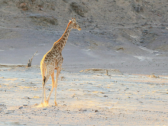 Angola giraffe at Skeleton coast