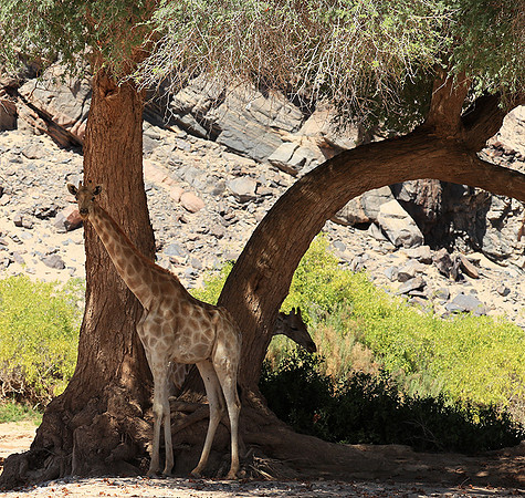 Skeleton coast