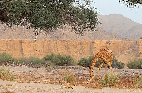 Skeleton coast