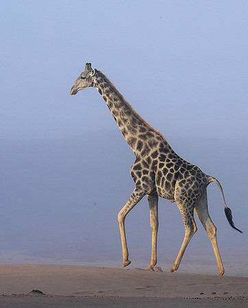 Skeleton coast
